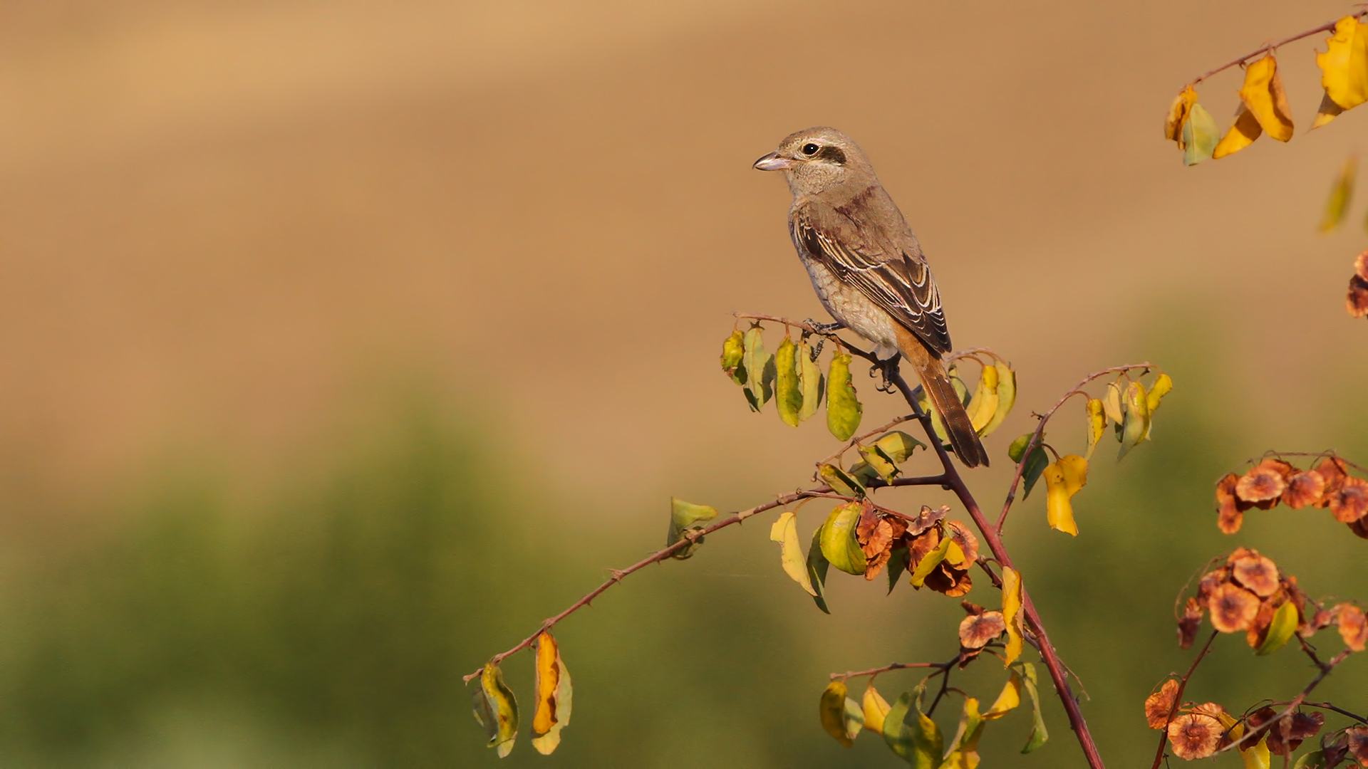 Red-tailed Shrike